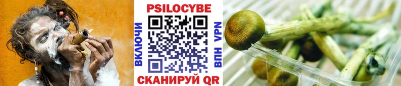 Псилоцибиновые грибы Psilocybine cubensis  Иноземцево 